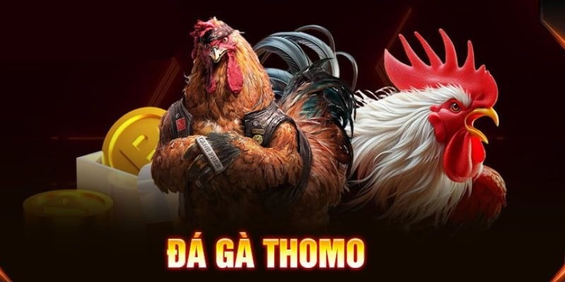 Đá gà Thomo V9Bet