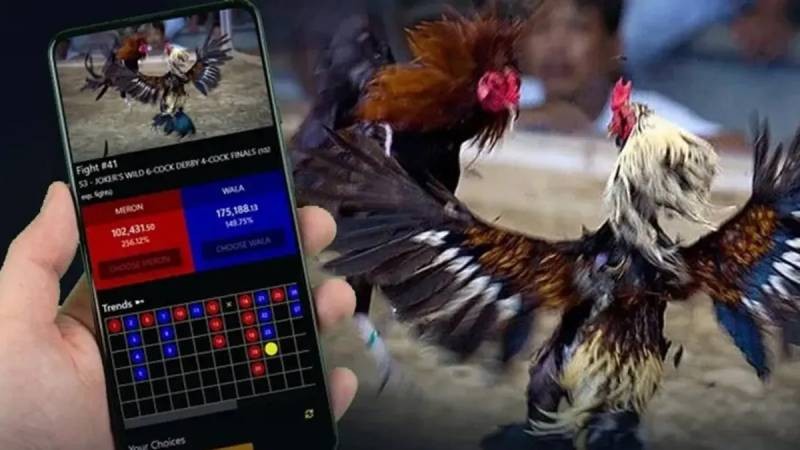 Đá gà Thomo V9Bet